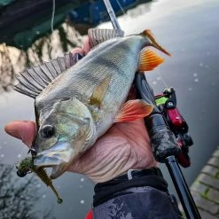 Fox Rage Floating Creature Ultra UV Swing Ball -Pole Fishing promo 0oywqzhr637843293716098481