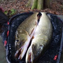 Korum Snapper Latex Folding Pike Spoon Net -Pole Fishing promo 11iwlsha636797049350454356