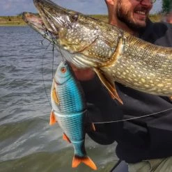 Savage 4D Line Thru Roach -Pole Fishing promo bb5vowvo638114551829676980