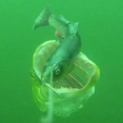 Savage 4D Line Thru Trout -Pole Fishing promo d220onvg638113596199441564