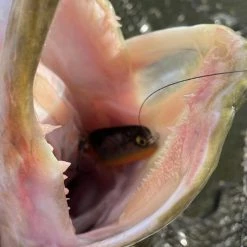 Rapala Nauvo Lures 12 Rapala Nauvo Lures -Pole Fishing promo dlot2yvb638121443163355229