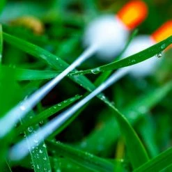 Guru Bagger Pole Floats -Pole Fishing promo grj5h5os638035853759822173