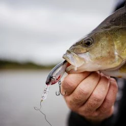 Rapala Shad Rap Elite -Pole Fishing promo gzqprwmu638125887581654345