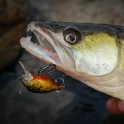 Fox Rage Funk Bugs 7 Fox Rage Funk Bugs -Pole Fishing promo lro4xuou637843257848241406