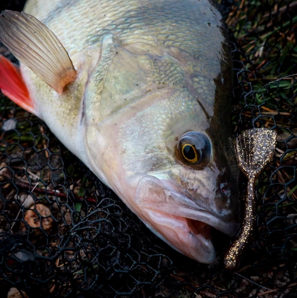 Fox Rage Floating Creature Ultra UV Shovel Shad 3 Fox Rage Floating Creature Ultra UV Shovel Shad