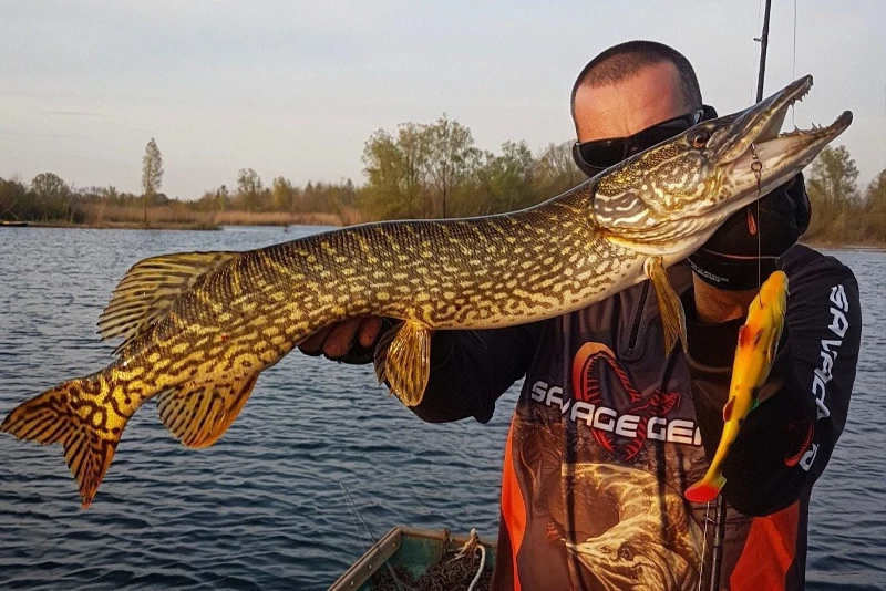 Savage 4D Line Thru Perch Shad 20cm 5 Savage 4D Line Thru Perch Shad 20cm - Image 3